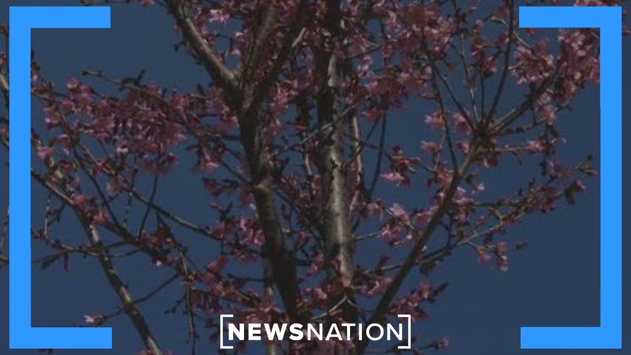Sec. Burgum talks cherry blossoms and US natural riches | Katie Pavlich Tonight