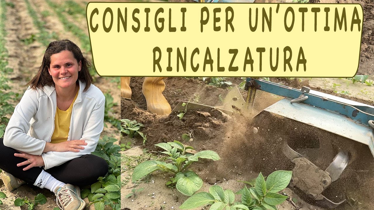 CONCIMO e RINCALZO le PATATE