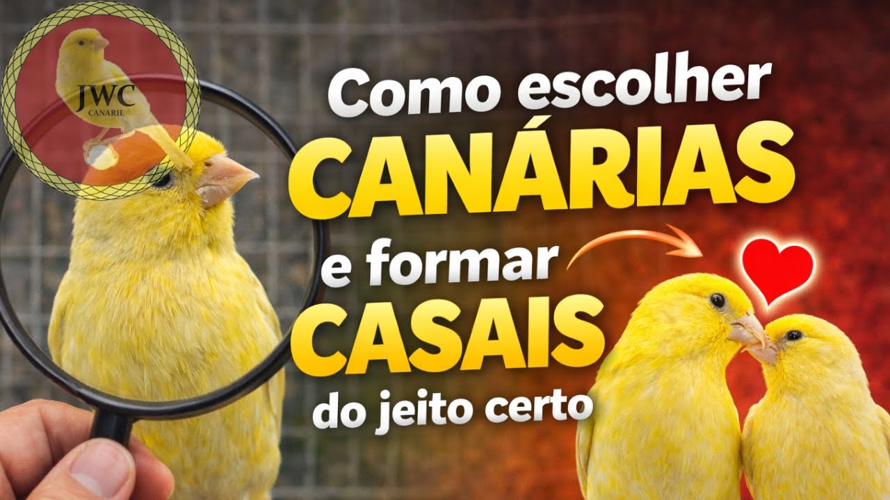 Detalhe que muda totalmente a qualidade dos filhotes de canário #canariljwc #canário