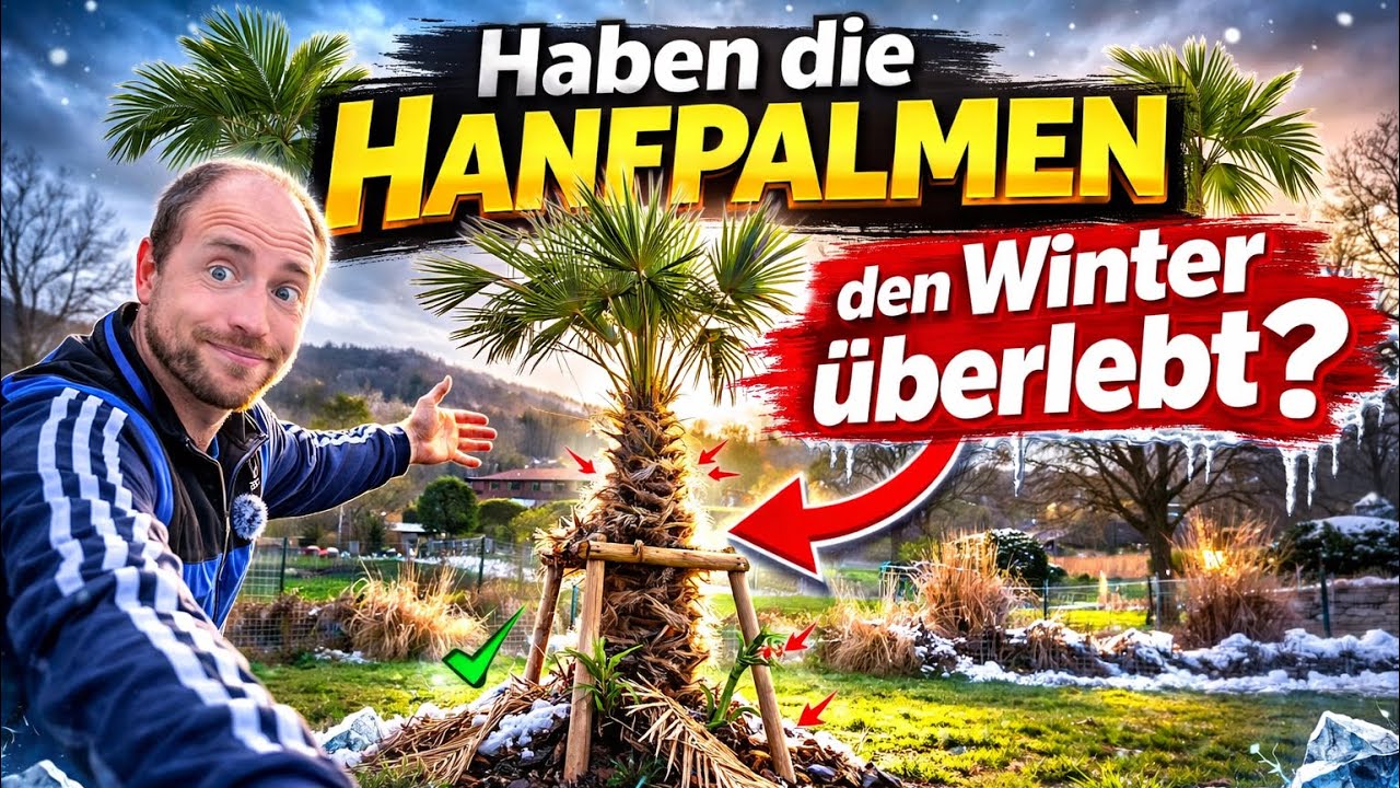 XXL Trachycarpus Fortunei - Haben die Hanfpalmen 🌴 den Winter ❄️ überlebt ? 