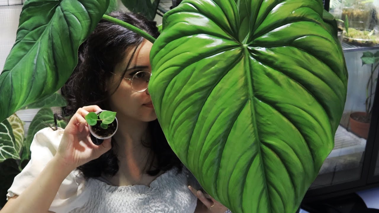 BEBE PLANTE TOUR - mes tips pour les faire grandir