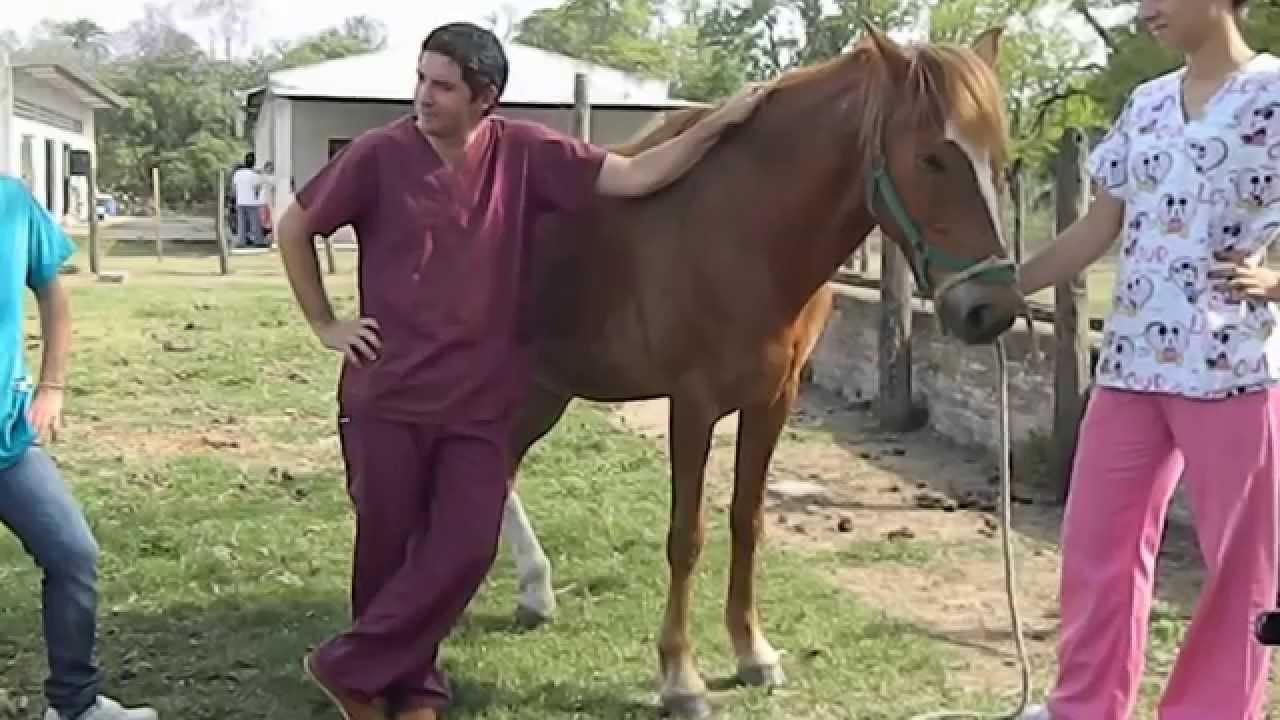 Semiologia Veterinaria - Locomotor (Parte I)