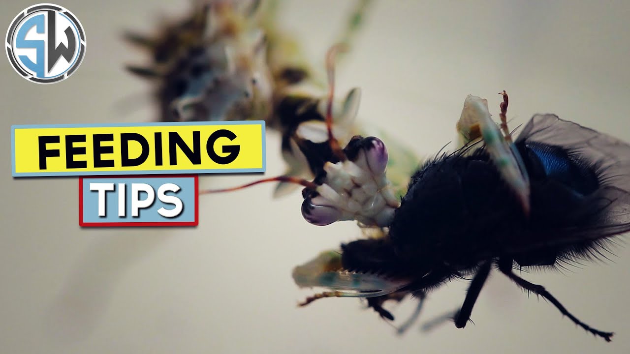 How I feed my jumping spiders and praying mantises