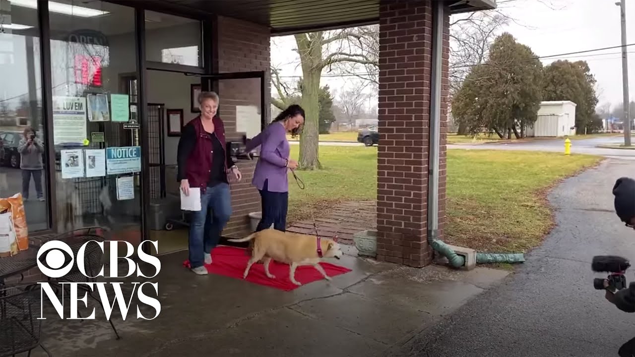 12-year-old dog takes 