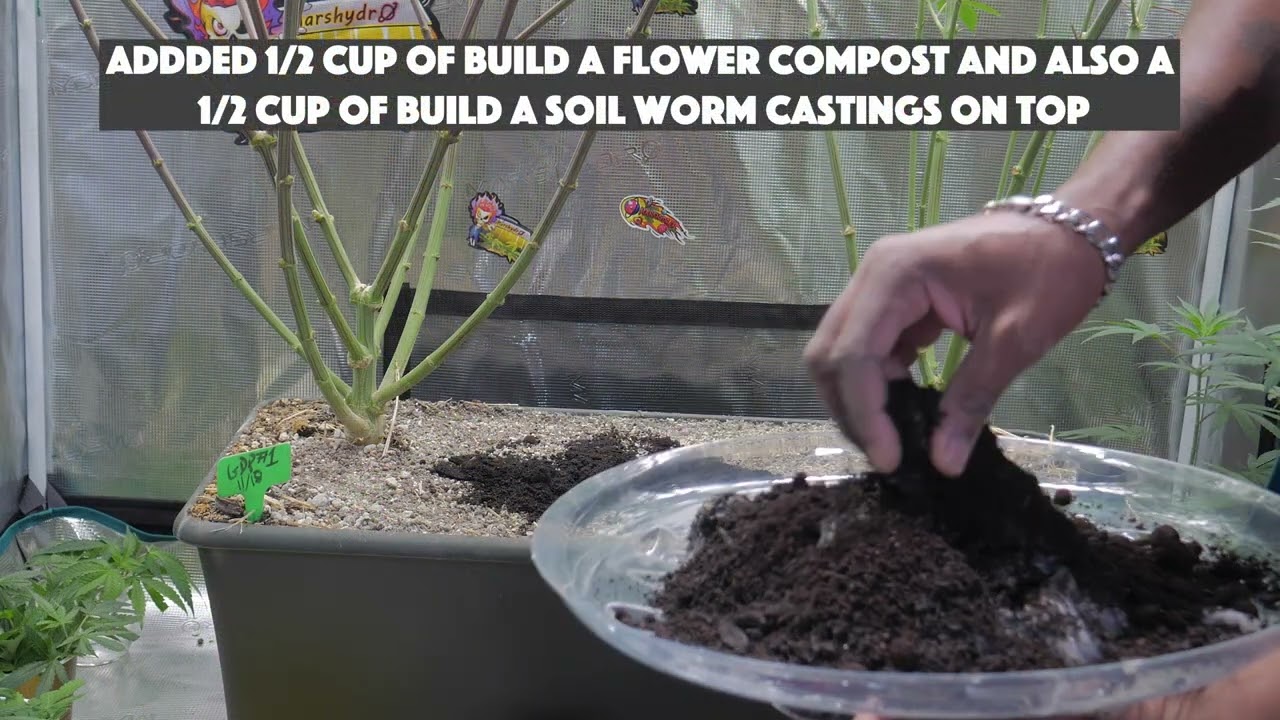 Top Dressing/Feeding the GDP for Early Flower in an Earthbox - (S7 Ep24) Mars Hydro SP3000 2x4 Grow
