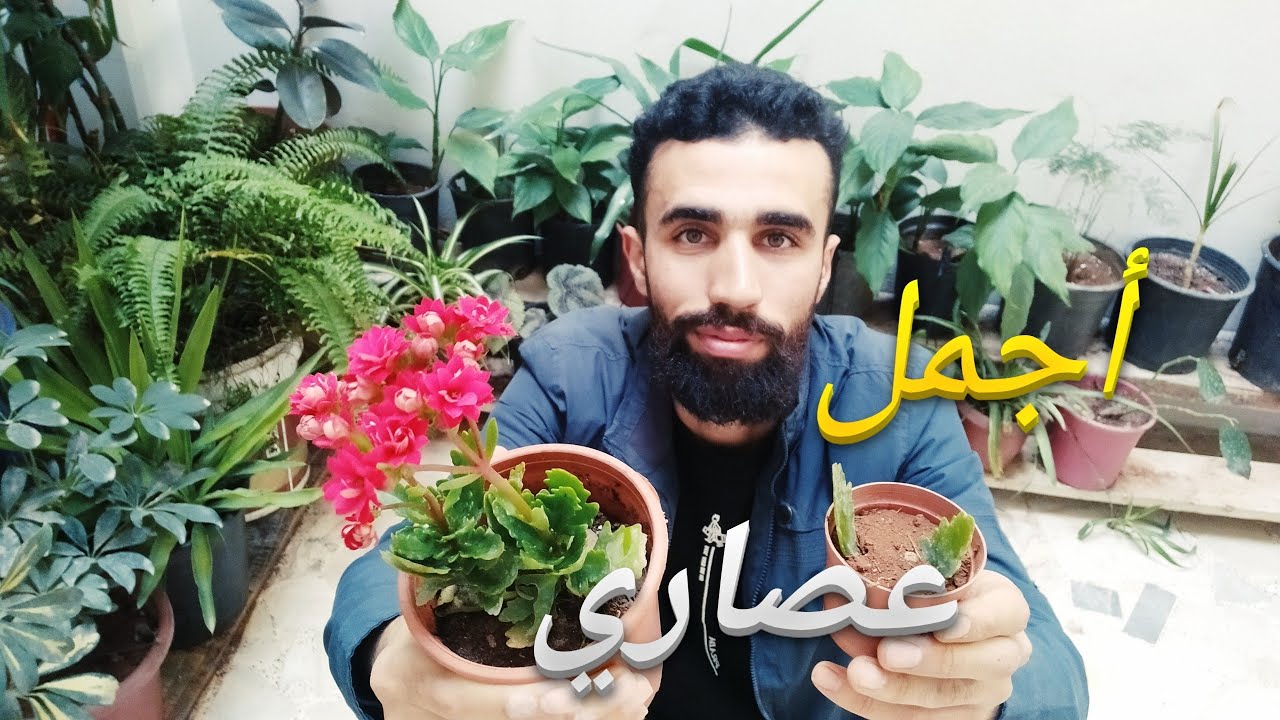 زراعة نبات الكلانشو في المنزل