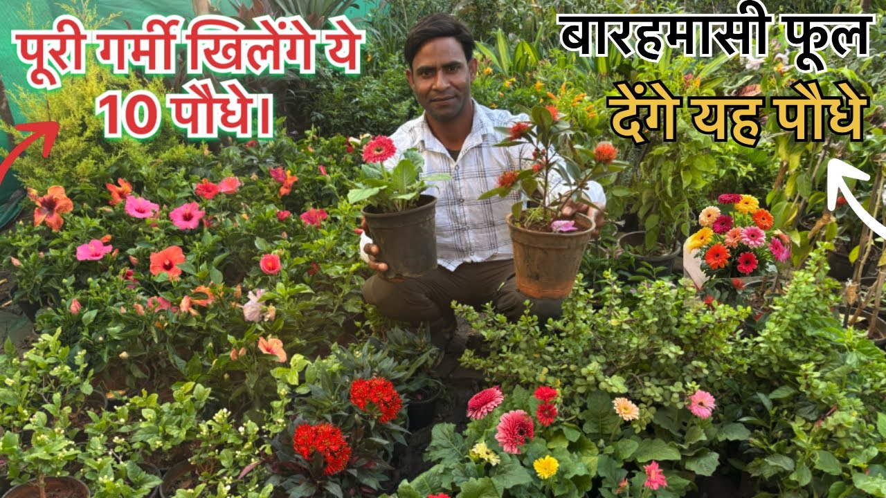 winter ke bad lagaen Samar Mein Phool Dene Wale yah 10 paudhe best flower plant ￼