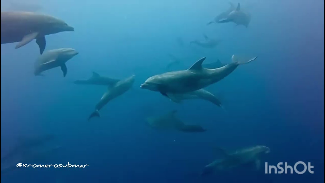 Delfines, Isla Darwin, Galapagos 2018 #dolphins #galápagos #bestjobever #bucketlist #scubadiving 