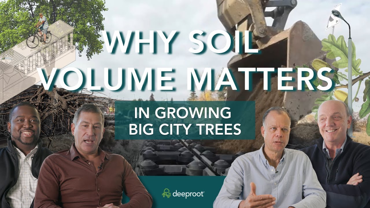 The Importance of Soil Volume in Growing Large, Healthy Trees