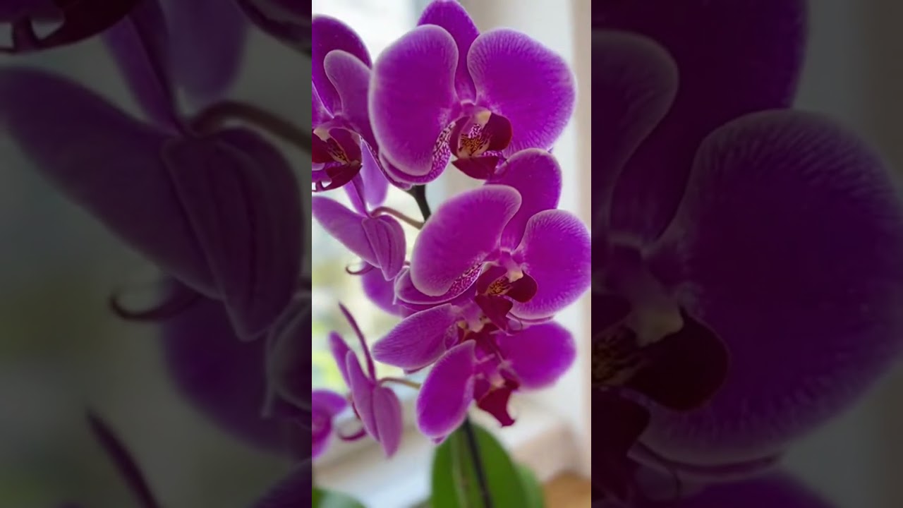 Arrose avec l’eau du riz → orchidées fleuries garanties