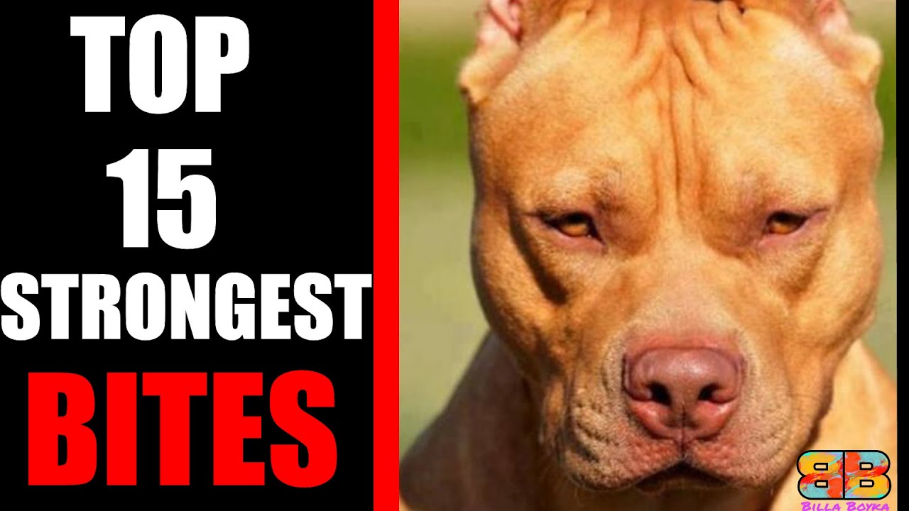 Top 15 Dogs with Strongest Bite Force | Billa Boyka |