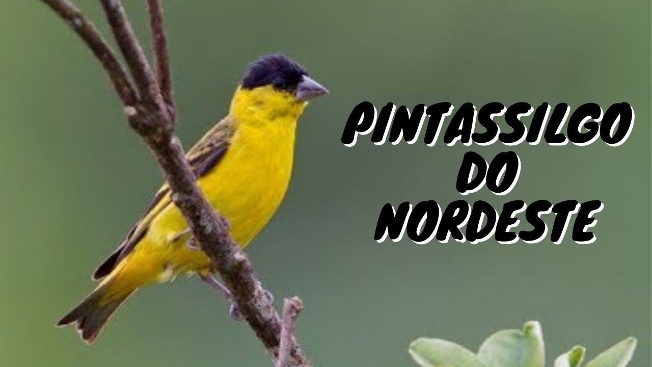 PINTASSILGO DO NORDESTE