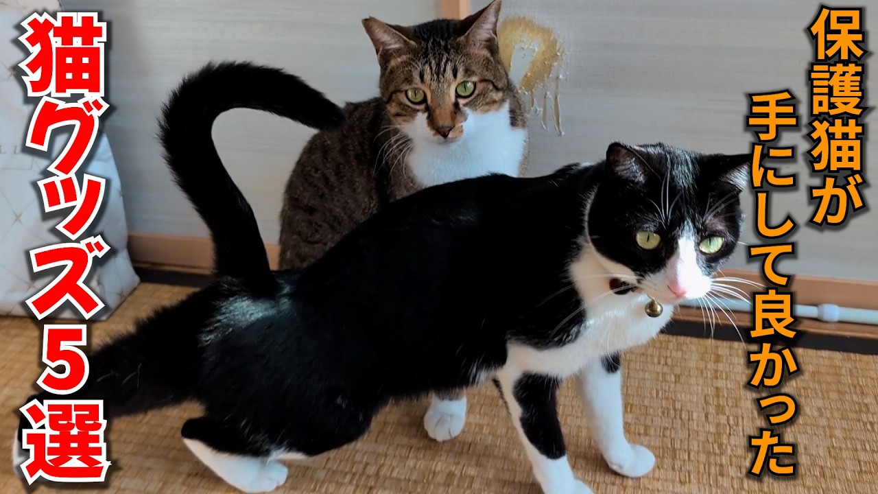 保護猫も大絶賛！風呂好きな特殊個体猫たちが気に入った今年手にして良かった猫グッズ5選