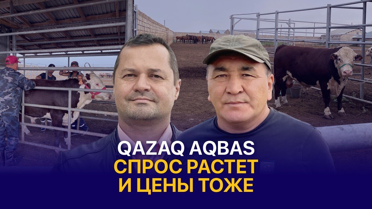 Где в Казахстане купить лучших быков по низкой цене? | КХ Сабит