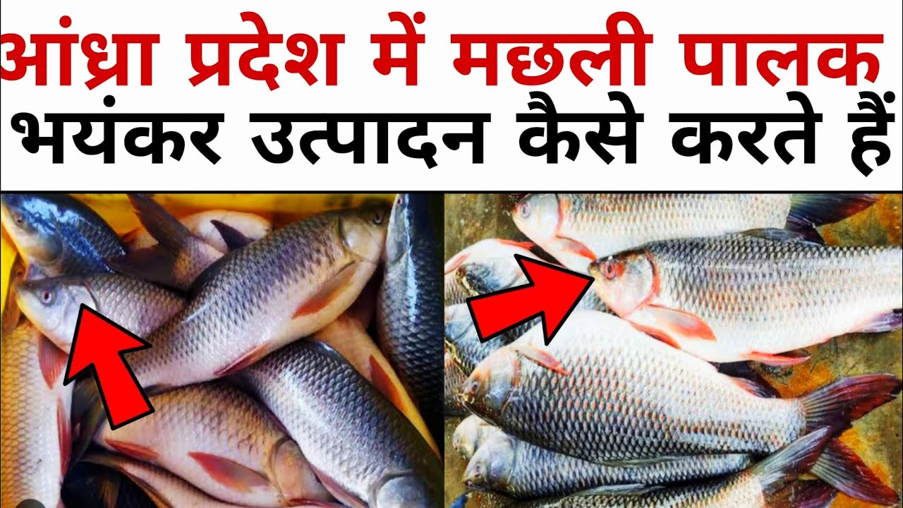 How to do fish farming in Andhra way? 🐟🎣