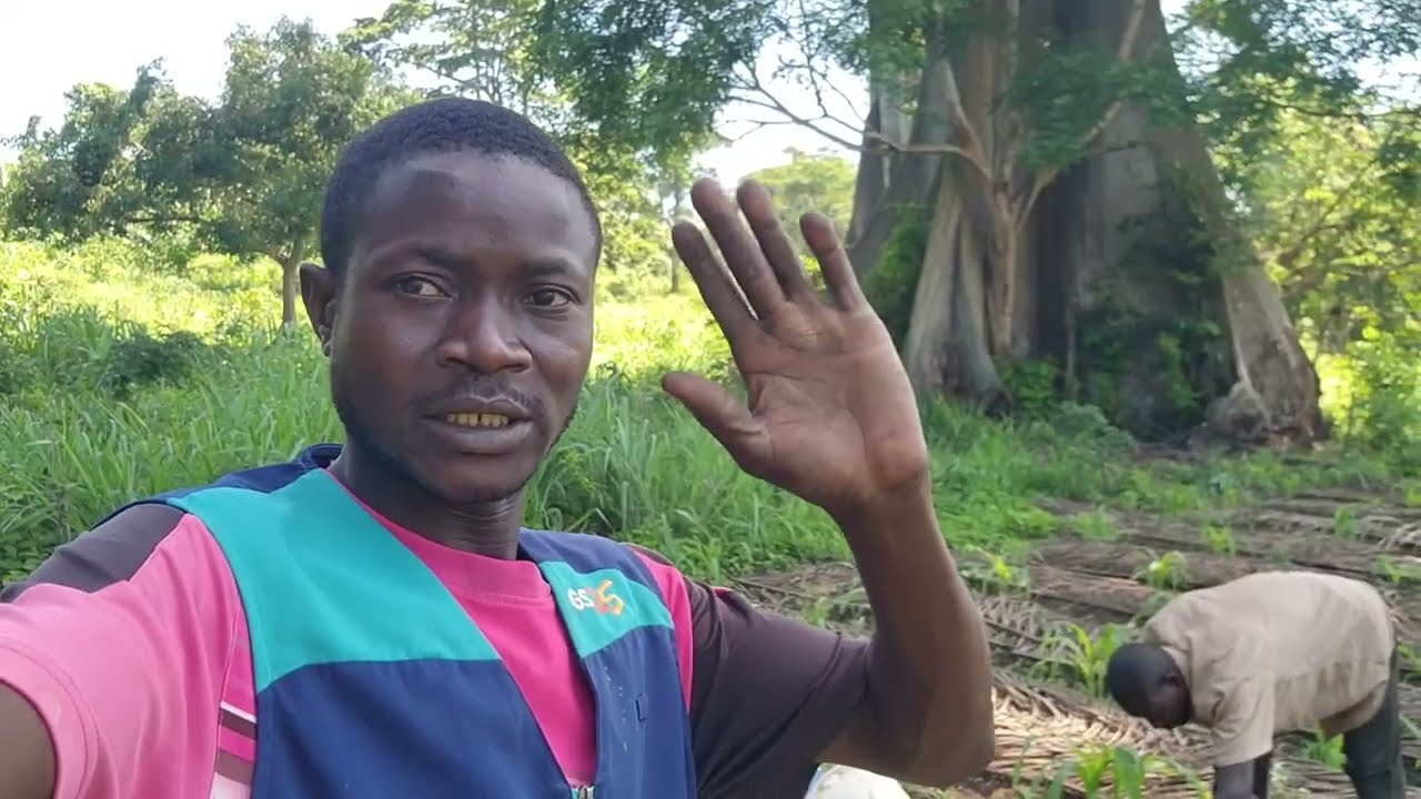 A alegria de uma idosa ao aprender a plantar arroz de sequeiro