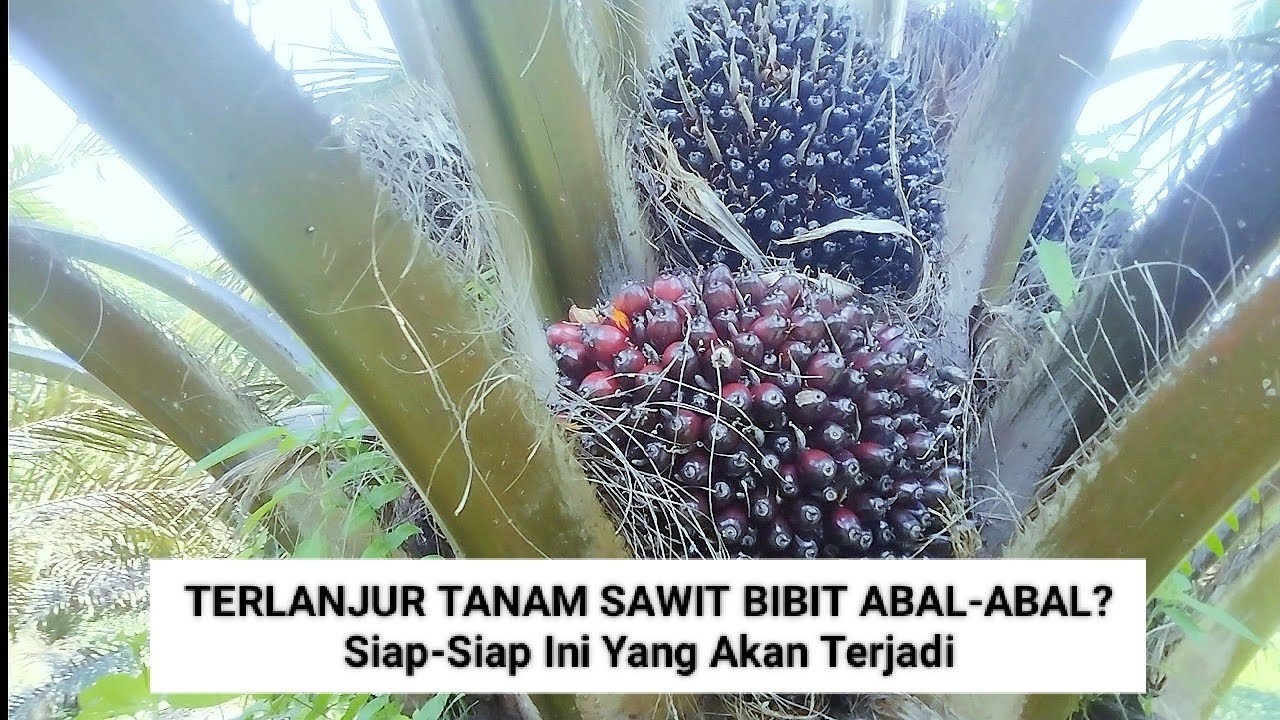 Terlanjur Tanam Benih Sawit Abal-Abal/Dura, Ini Yang Akan Terjadi