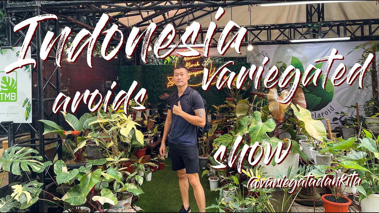 Indonesia Variegated Aroid Show (2022) @Variegatadankita - Part 1