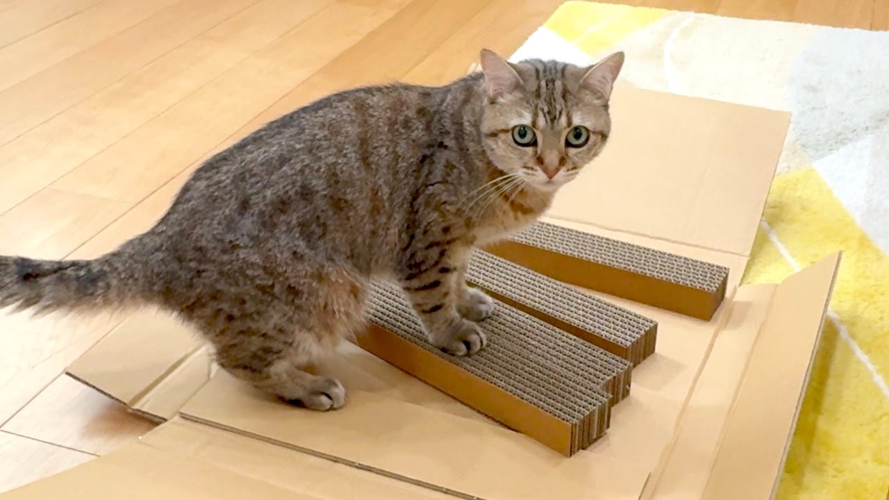 １週間ぶりに爪研ぎを解禁したらこうなります…笑