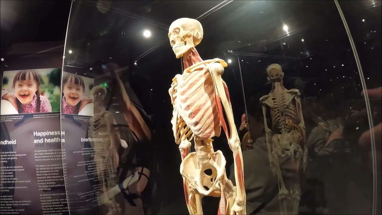 Inside Body Worlds Museum Amsterdam