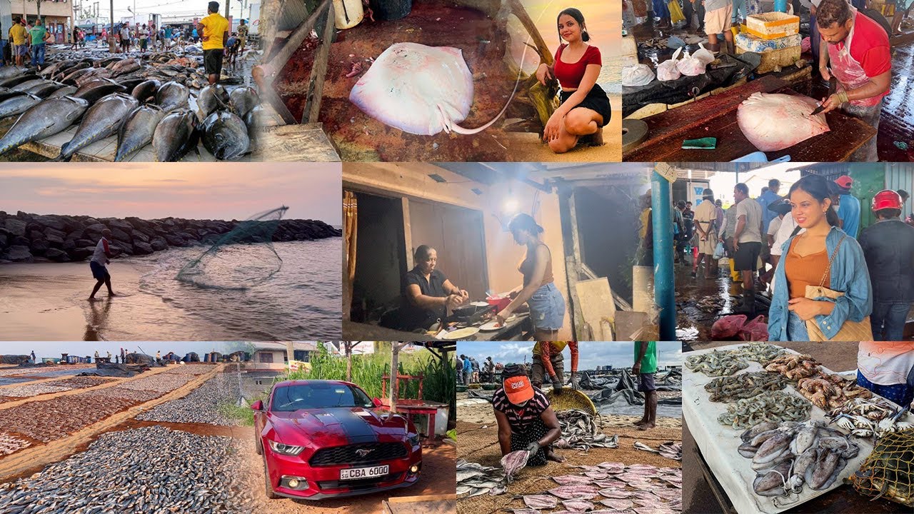 මීට කලින් කරවල වාඩියක් දැකලා තියෙනවද😲මඩුවෙක් කපපු හැටි😟මිගමුව ලෙල්ලම| Lellama Negambo Beach