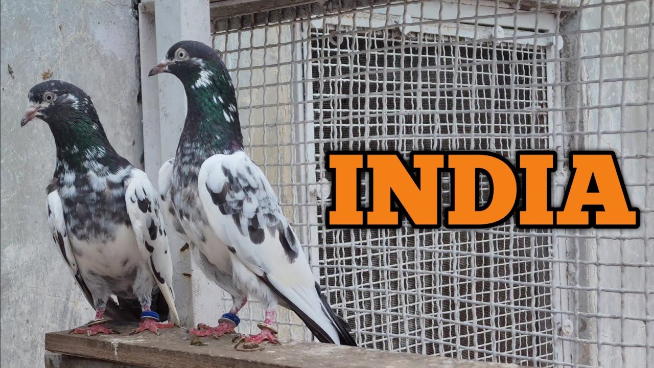 Teddy Pigeons