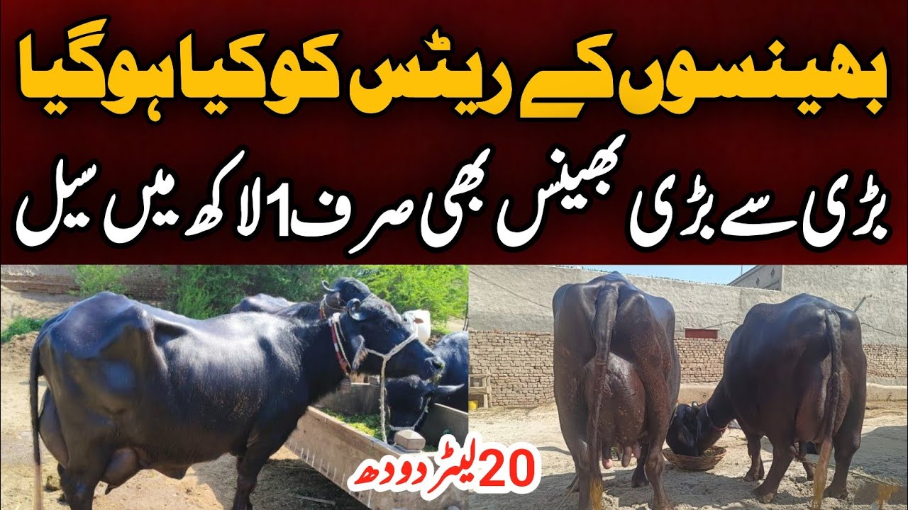 Today Malumor Janwar Mandi Jhang | Murrah buffaloes for sale | Jhang Janwar Mandi 