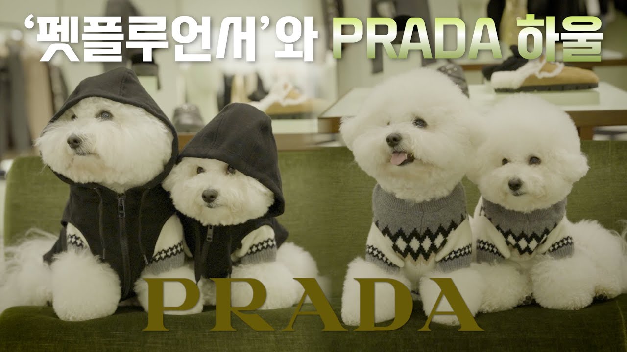 펫플루언서와 프라다 하울했어요 :)