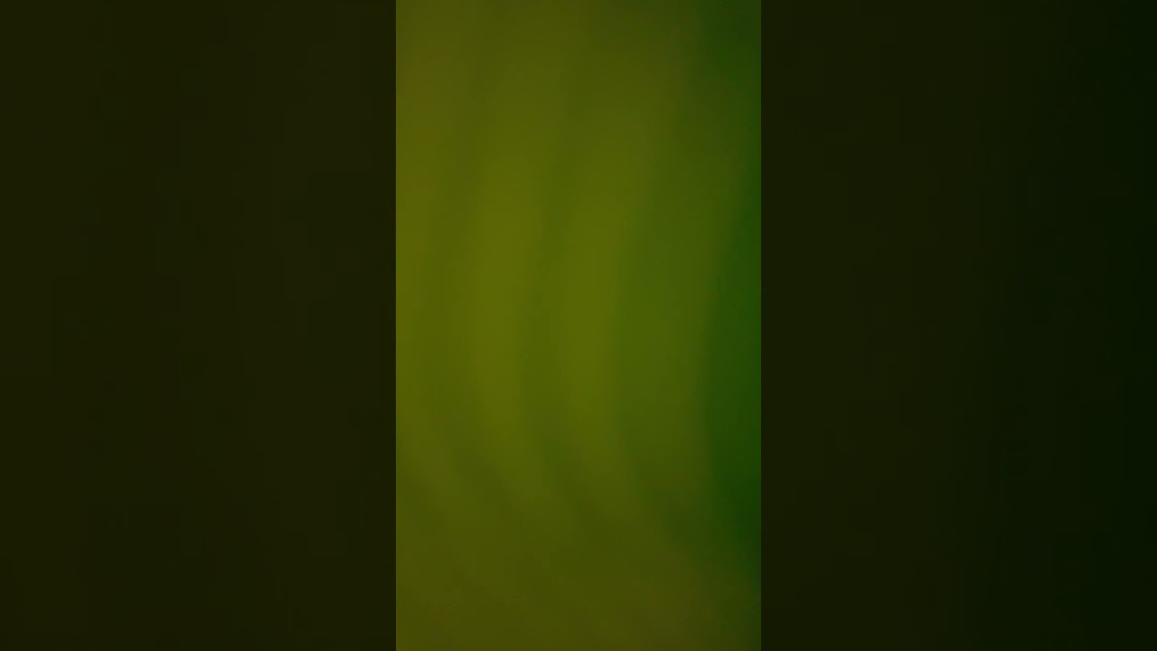 შემოდგომა დადგა და ხეს ფოთლები გაცვივდა😘