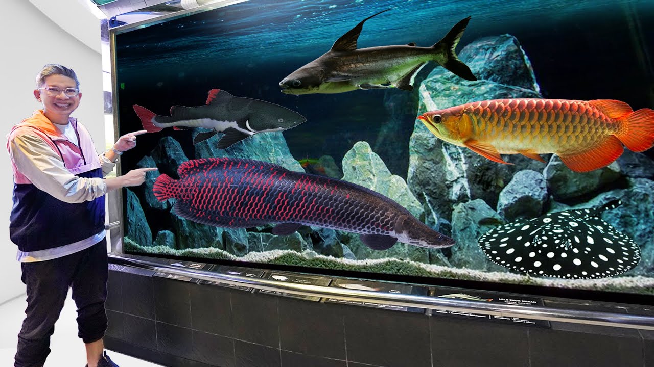 KITA MENJELAJAH DUNIA IKAN AIR TAWAR!!