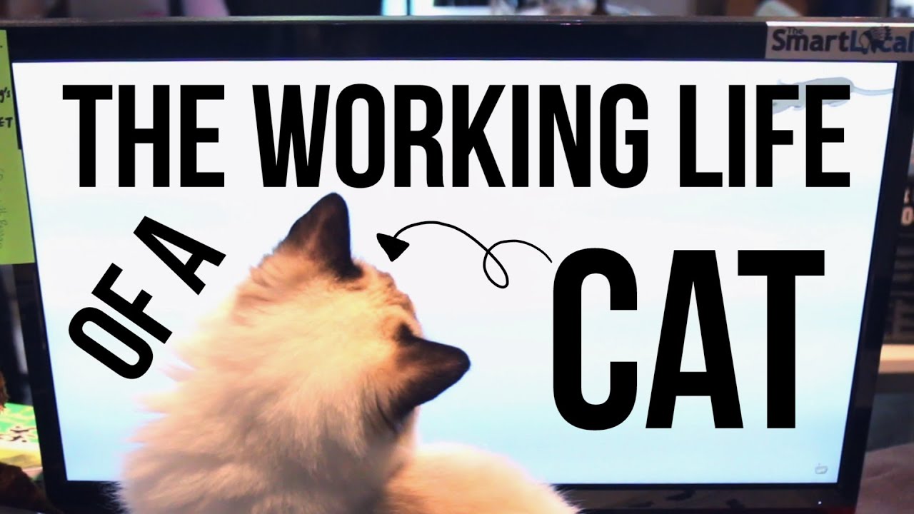 The Life Of An Office Cat | TSL Comedy | EP 14