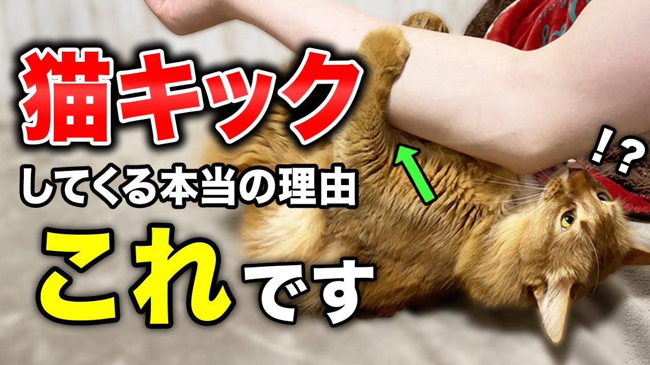 【なぜ？】猫が飼い主に突然猫キックしてくる理由10選