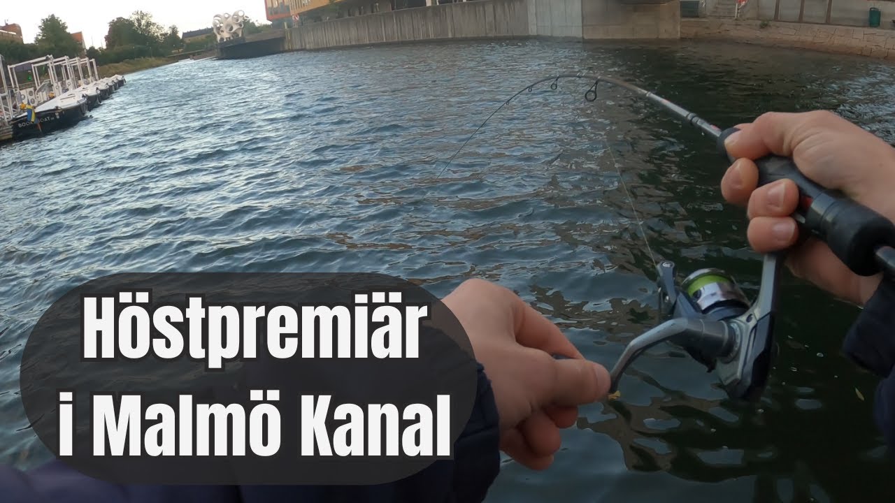 Abborrefiske i Malmö Kanal - spintail levererar!