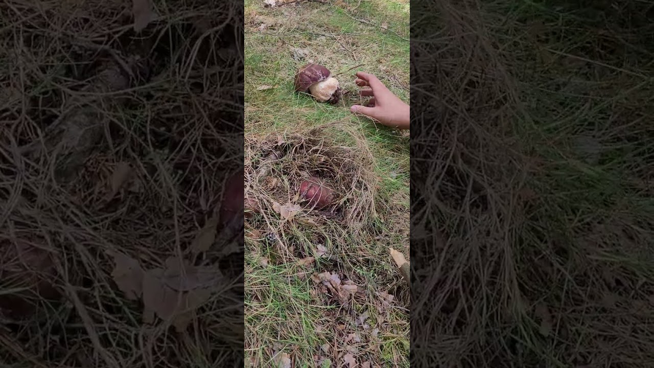 BELLEZA DE PINICOLAS!! 🍄😍