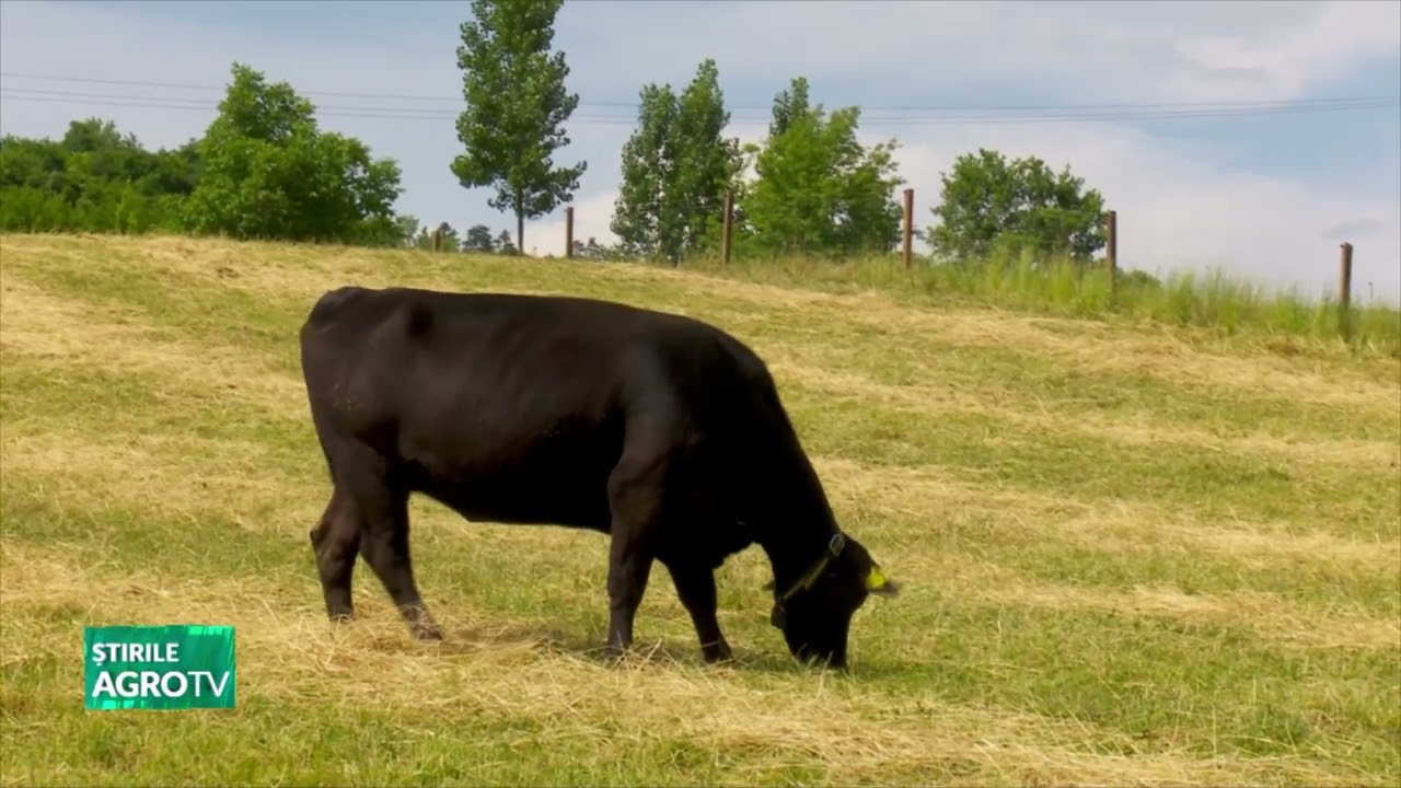 Profit minim obtinut din vaca de carne 21 06 2023