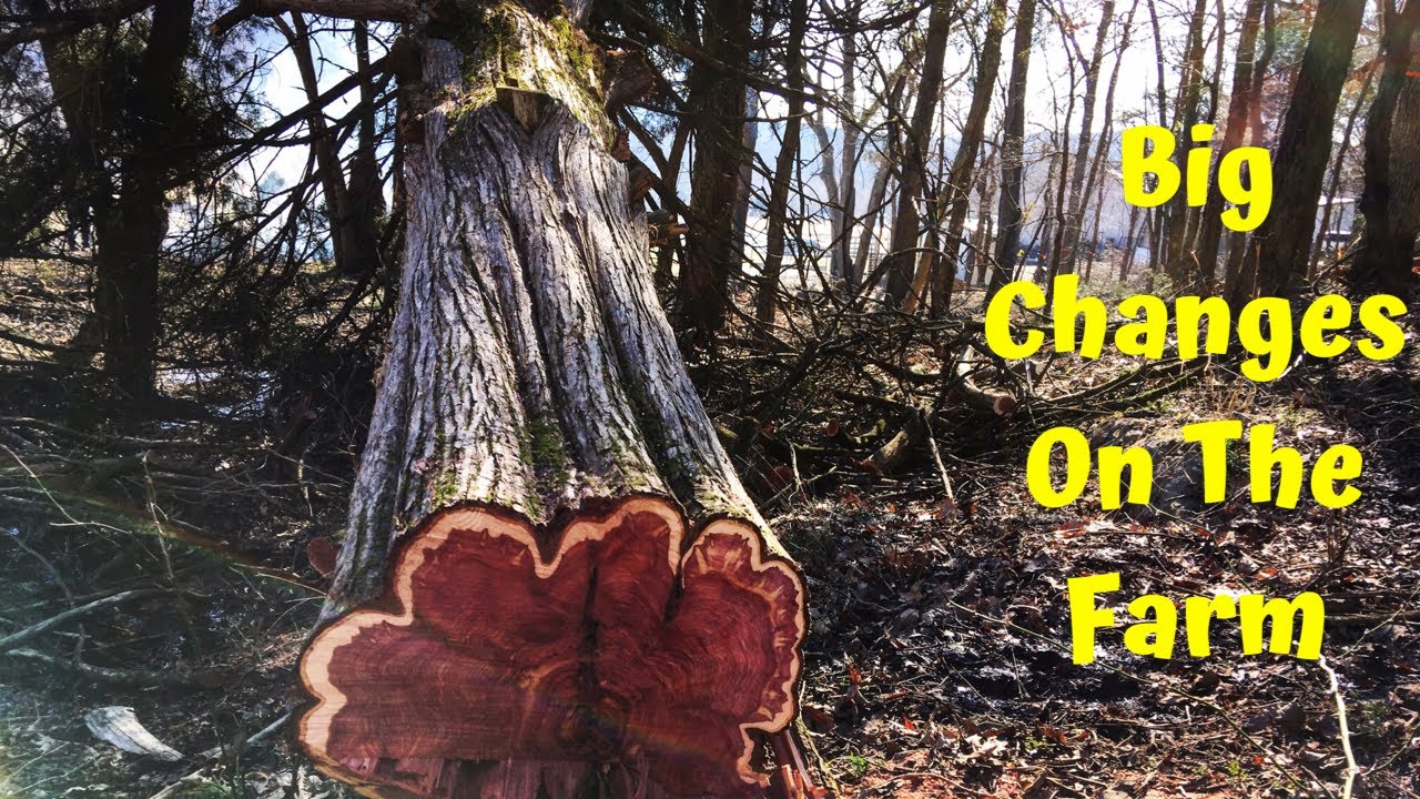 Logging Eastern Red Cedars In The Foothills Of The Ozark Mountains!