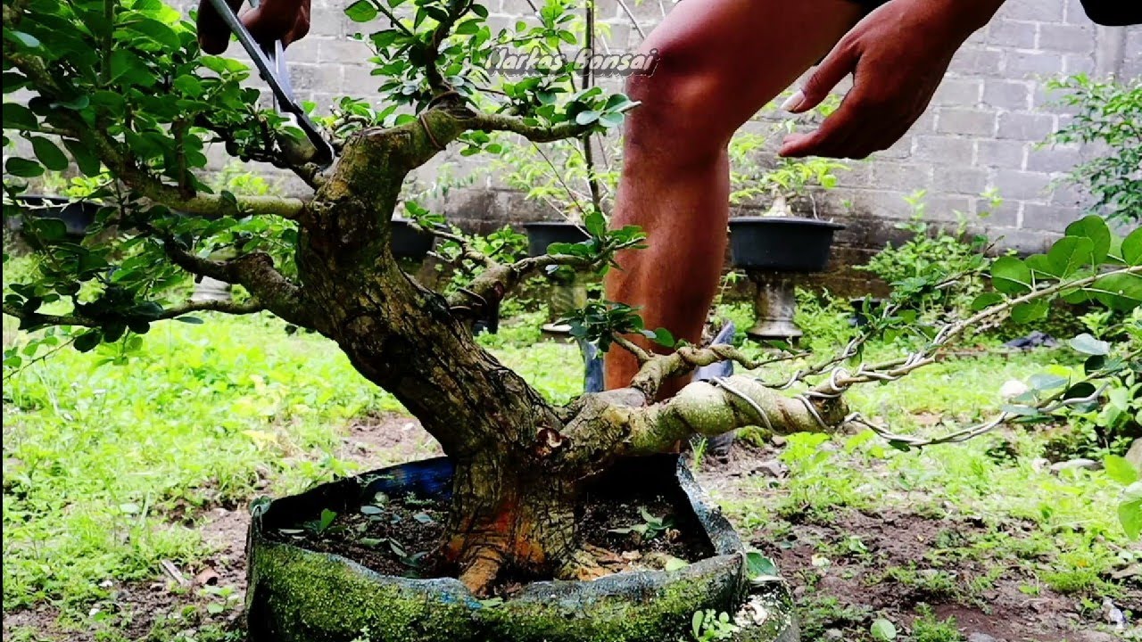 KONTROL PERTUMBUHAN BAHAN SISIR