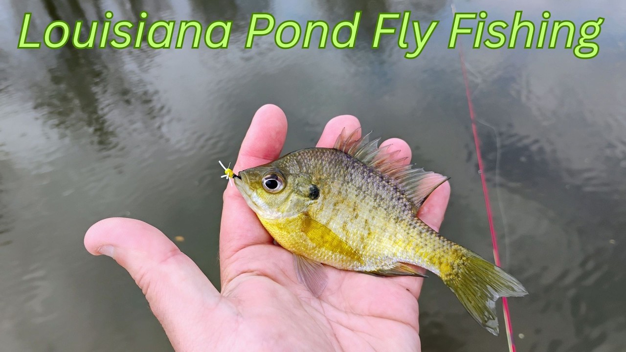 Louisiana Pond Fly Fishing