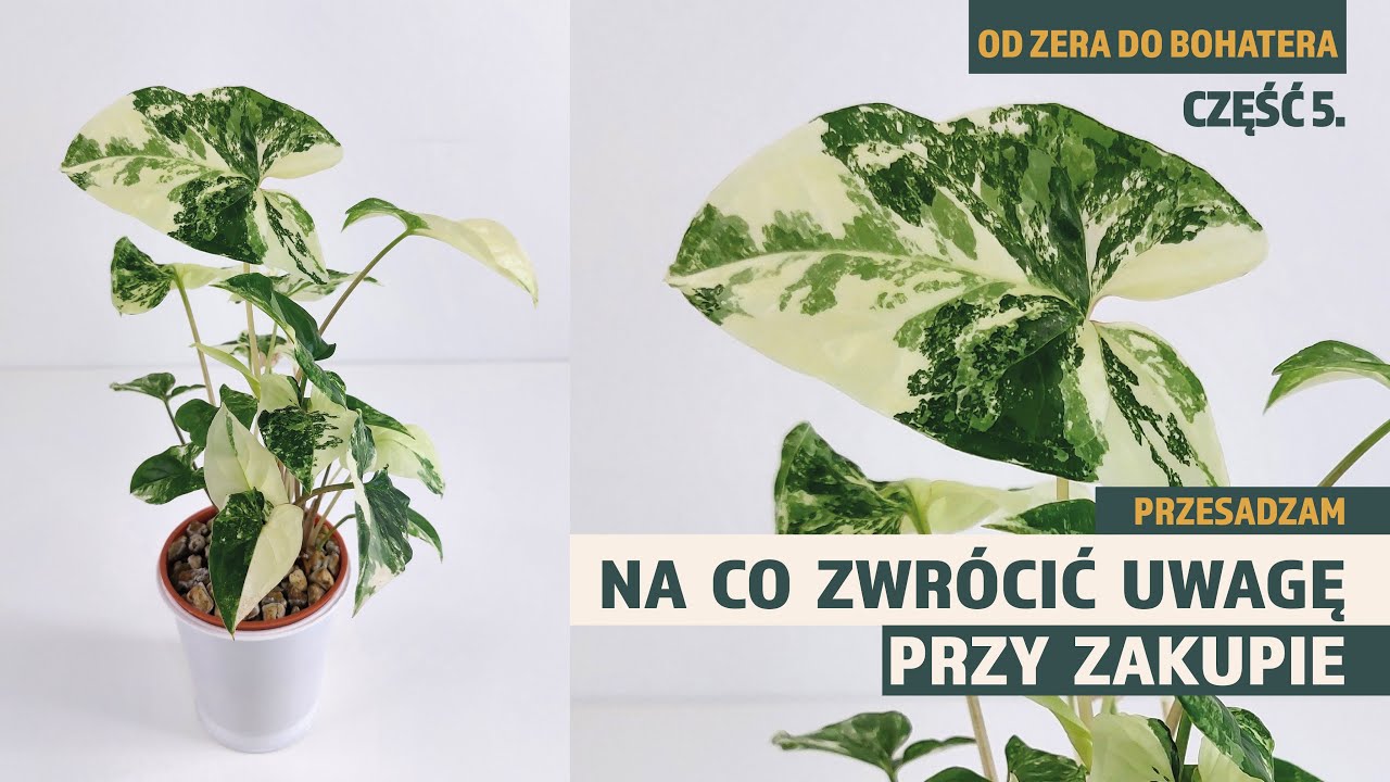 Na co zwrócić uwagę przy zakupie Syngonium Albo Variegata | Przesadzam