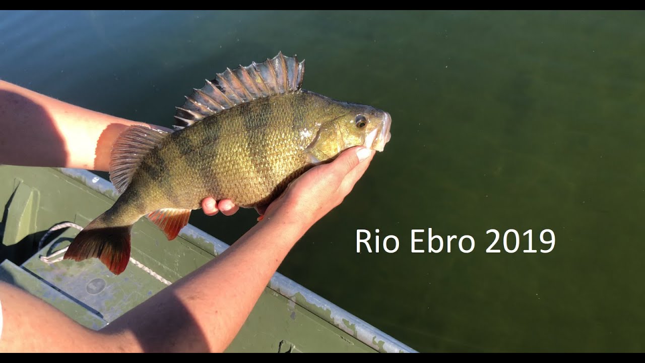 Rio Ebro fishing adventure 2019 (4K)