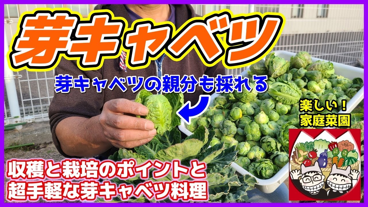 【芽キャベツ】親分も忘れず収穫！栽培のポイントと超手軽な芽キャベツ料理　家庭菜園　メキャベツ　マロ夫とマロの楽しい家庭菜園／貸し農園