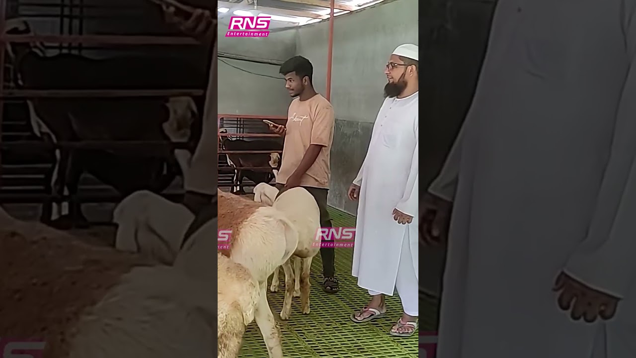 কুষ্টিয়ায় মরুর প্রাণী দুম্বা পালনের তাক লাগানো সাফল্য ! || RNS Entertainment