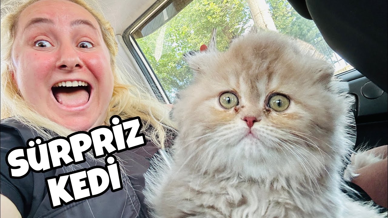 EVİMİZE YENİ KEDİ GELDİ!! KEDİ ALDIK BÜYÜK SÜRPRİZ ASLI YAREN SEVİNDİ AĞLADI!! aslı ca