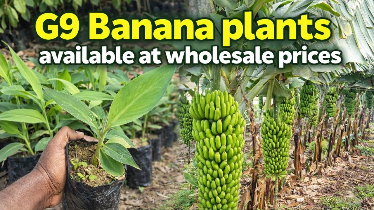G9 Tissue Culture Banana 🍌 Plants are available || Call ☎️ 9954352678 || #agriculture #g9banana 