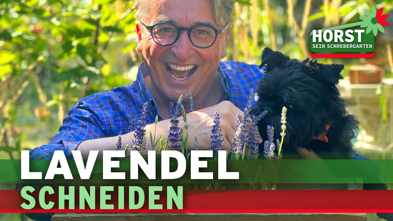 Wie und wann schneidet man eigentlich Lavendel? – 5 Tipps | Horst sein Schrebergarten