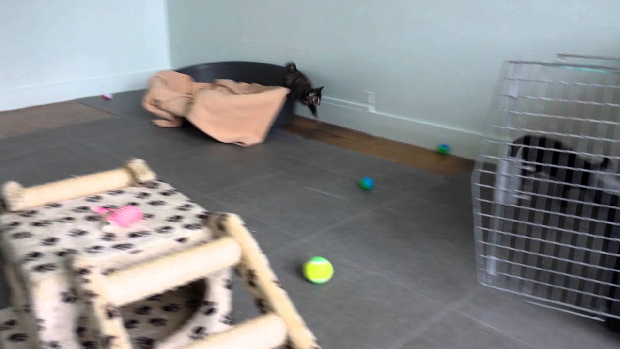 Lara, Nala et Sacha, dimanche 15/06/14