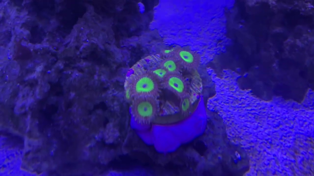 My Reef Tank 🪸 🐠 🪸 