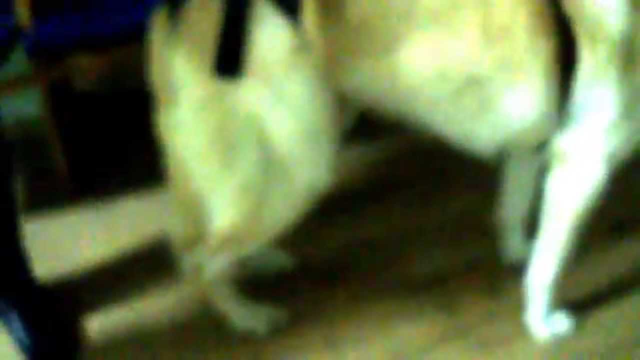 MOV00021