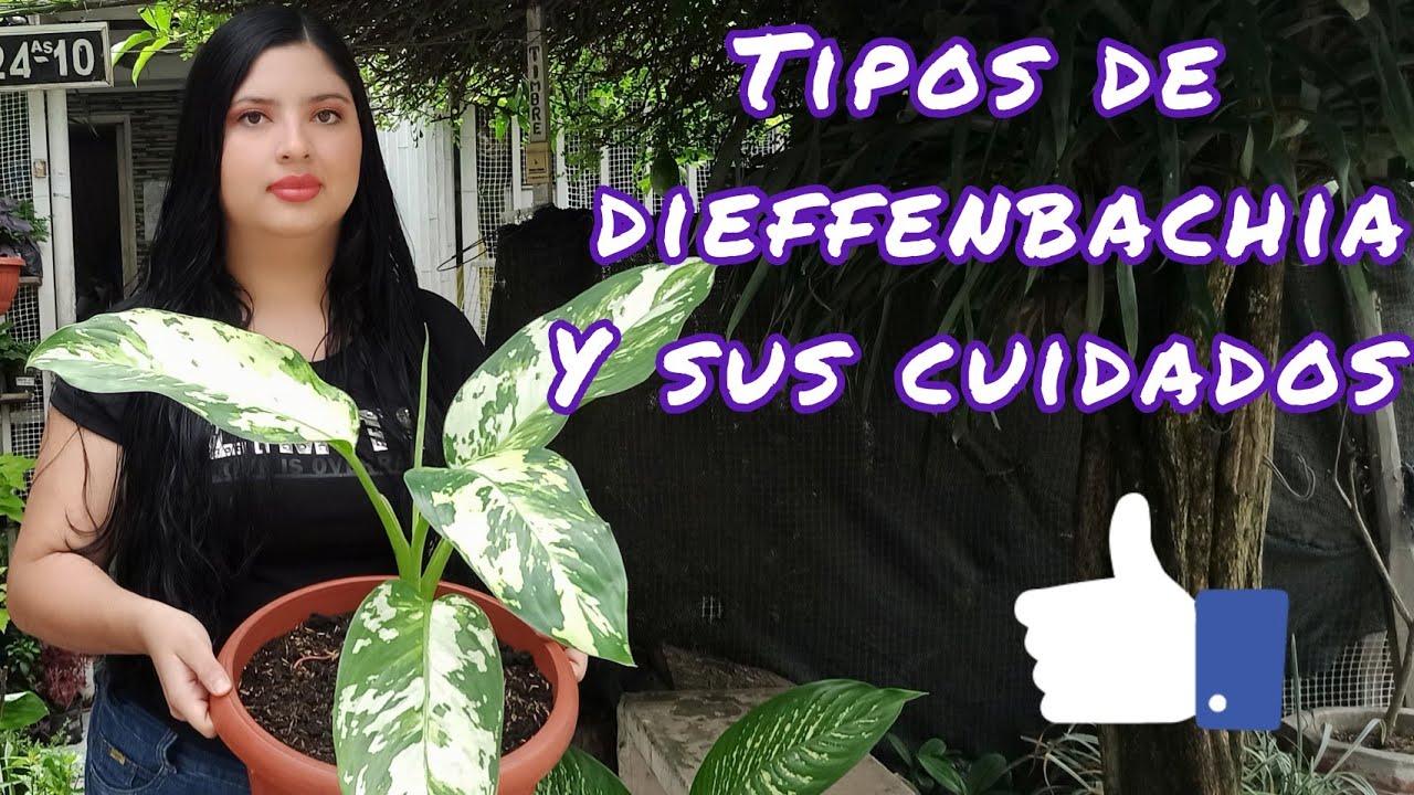 TIPOS DE DIEFFENBACHIA QUE NO CONOCÍAS Y SUS CUIDADOS ¦ LIZZ Y SU VIVERO