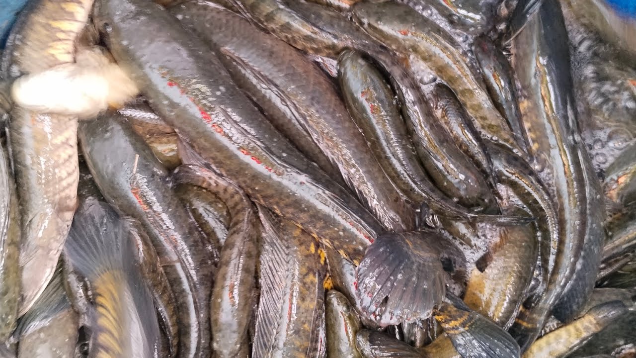 fishing
